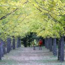 은행나무 이미지