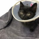 서울동물복지지원센터 동물병원(구로) 이미지