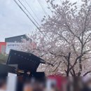 울산광역시 남구 삼호동 행정복지센터 | 2026.04.03 울산 무거천 궁거랑 벚꽃 개화 상황/주차 정보