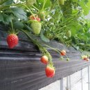 운모농장 이미지