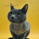 독스앤휴먼 이미지