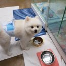 딱지애견샵 이미지