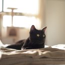 위즈동물메디컬센터 이미지