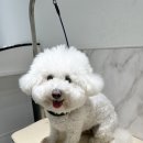 웰니스 펫 미용실 이미지