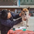 체리쉬독 이미지