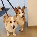 불광유치원 | 불광->용산구[독클래스]애견호텔 이동, 웰시 엄마와 아들램 가치타개 펫택시 후기