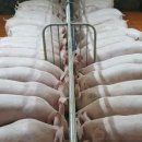 환성축산 이미지