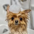 러블리펫샵 이미지