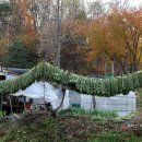 만추의 전원 이미지