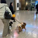 바울동물병원
