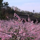 복사꽃피는마을 이미지