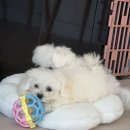 톰퍼피 강아지 분양 | 화성 강아지분양, 수원 강아지 분양 &#39;레아퍼피&#39; 후기 !!