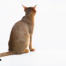 삼마네개냥이 이미지