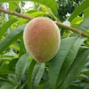 향로농장 이미지