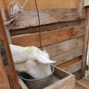 청아목장 이미지