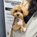 셀프스튜디오 I 화성 수풀스튜디오에서 결혼기념일 촬영📷(강아지 동반)