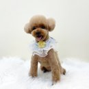 뽀프퍼피 이미지