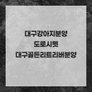 대구강아지분양 도로시펫 | 대구강아지분양 도로시펫 대구골든리트리버분양