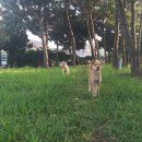 하모리-17 이미지