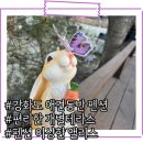 펜션 이상한 앨리스 이미지