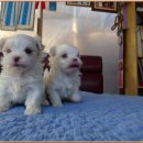 정아 켄넬 이미지