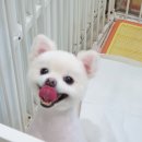 토토애견 이미지