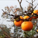 명품농장 이미지