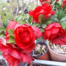 아름다운 꿩농원 이미지