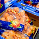 (주)카스 | ​코스트코 세일상품추천 큐티 만다린귤 야채 &amp; 가성비 뉴트리트릿 닭안심 카스 코베아텐트