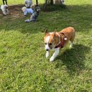 제주펫스쿨 이미지