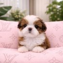 미유펫 강아지애견미용 이미지