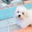 부산강아지분양 하이퍼피 이미지