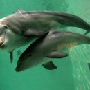 돌고래 이미지