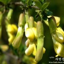 담초 이미지