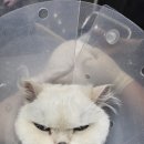 야옹아놀자 이미지