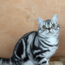 라마지샤 이미지