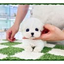 인천강아지분양 테디럽 | 인천강아지분양 테디럽에서 찾은 동반자