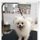 김성균애견미용학원 이미지