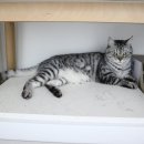 도그도감 | 고양이 강아지 더위 해결 대리석 쿨매트