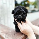 강아지분양 애견입양 아이러브독 수원점 말티푸미니비숑포메 | 아이러브독 수원점에서 만난 말티푸, 사랑스러운 매력 발산