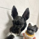 너와 | 일산 수제간식 강아지케이크 까미 생일케이크 늘너와 추천 후기