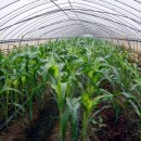 한솔이네농장 이미지