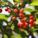 명지리앵두마을 이미지