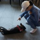 (단기)반려동물 펫시터(자격증) 이미지