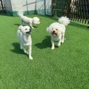 일리키독 이미지