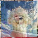 와우동물병원 | 안양 24시동물병원 내과 진료 받은 후기 바우와우