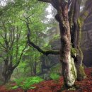 숲이야기 이미지