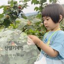 솔미농원 | 6월체험 산딸기체험 울산 미니농원 다녀왔어요