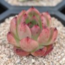 준이농장2 이미지