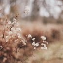 플라워코디